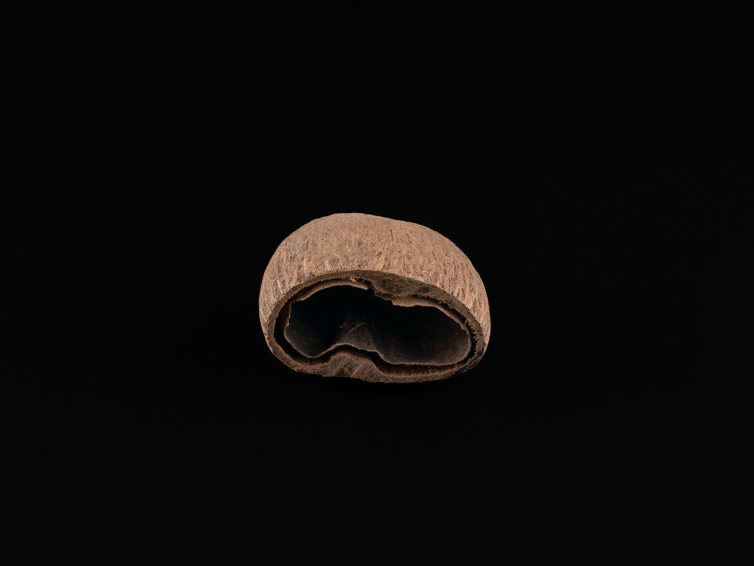 Kokopods