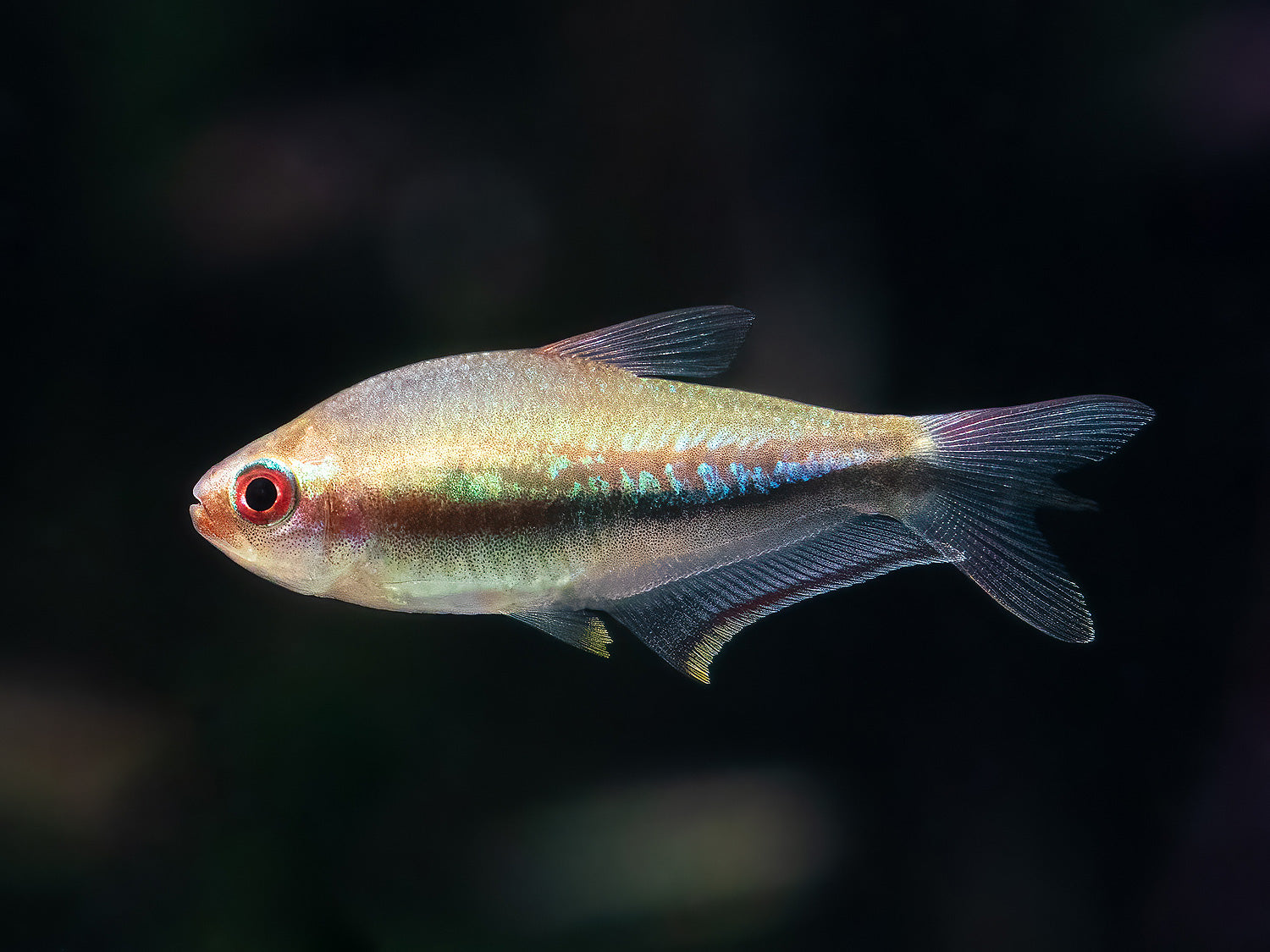 Regenbogentetra