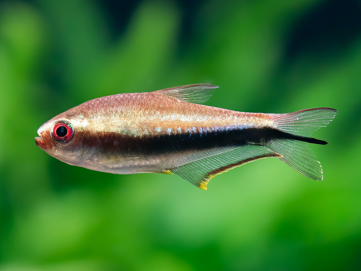 Regenbogentetra