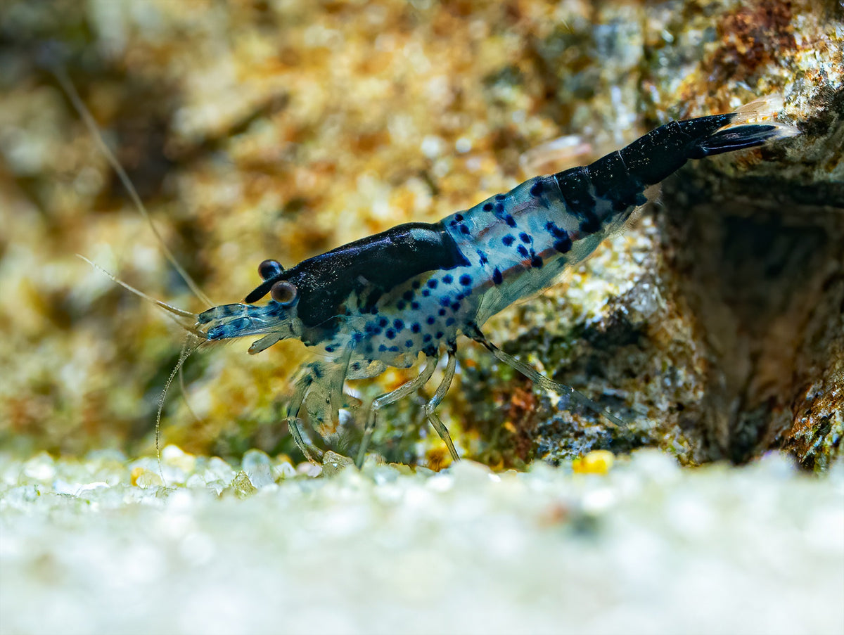 Black Carbon Rili Garnele