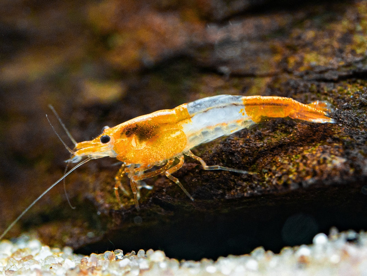 Orange Rili Garnele