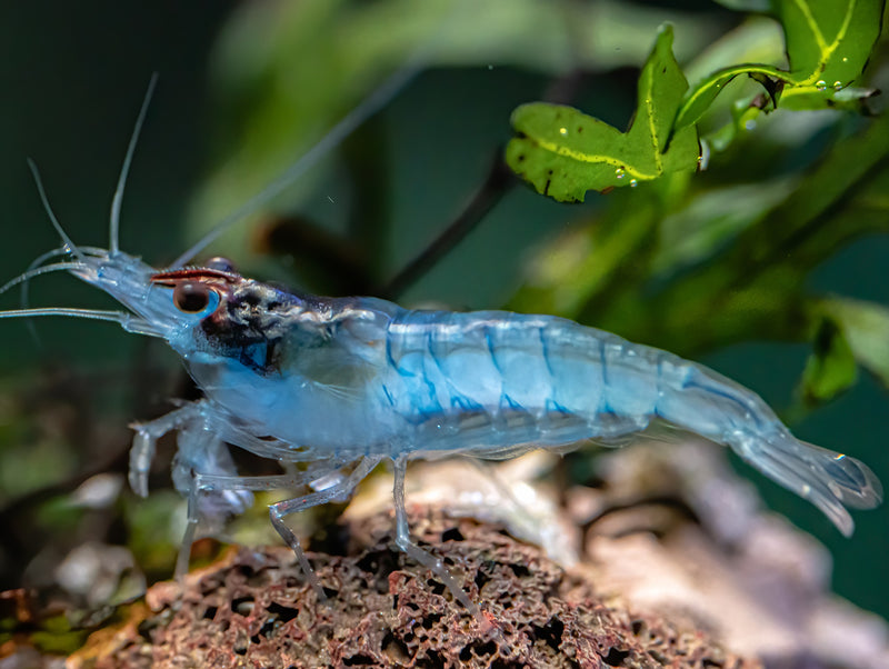 Blue Jelly Garnele