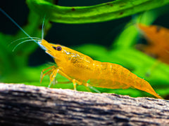 Orange Fire Garnele