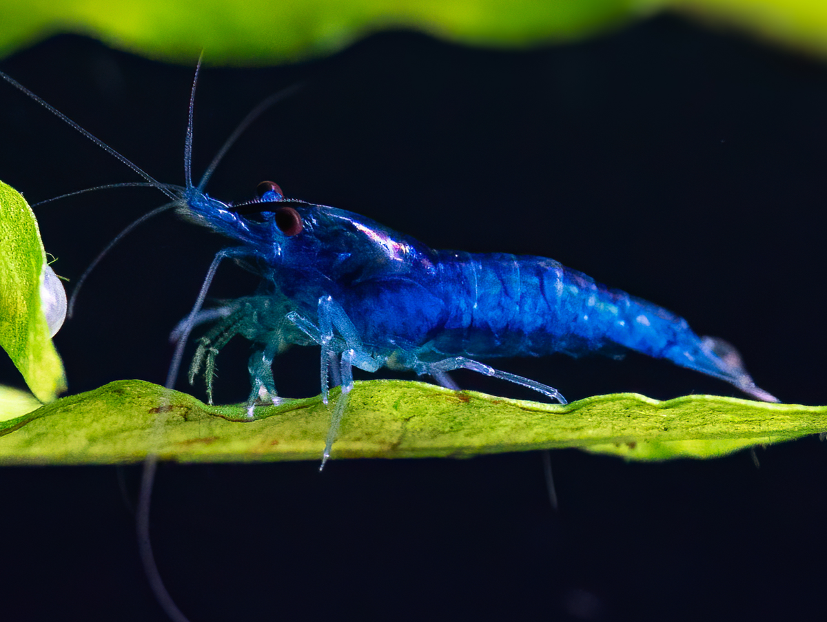 Blue Velvet Garnele