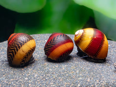 Rote Rennschnecke