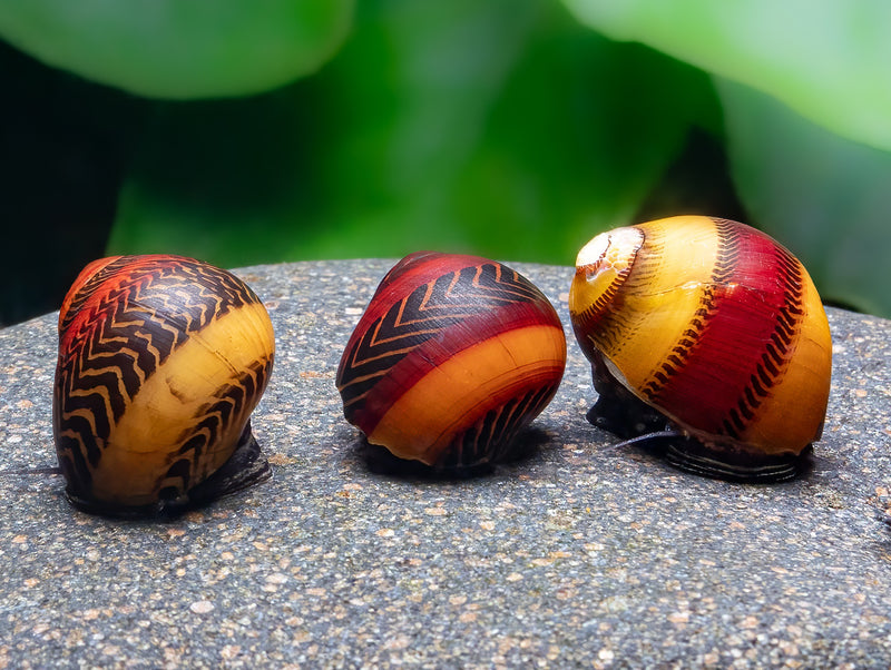 Rote Rennschnecke