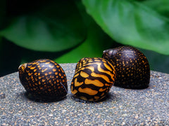 Batik-Rennschnecke