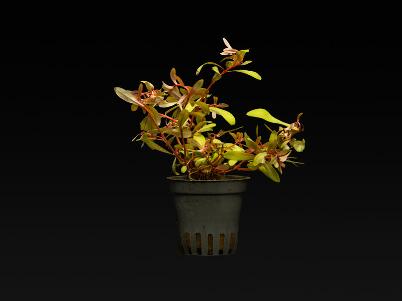 Ammannia pedicellata 'Golden'