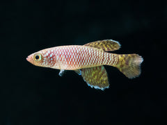 Nothobranchius ruudwildekamp