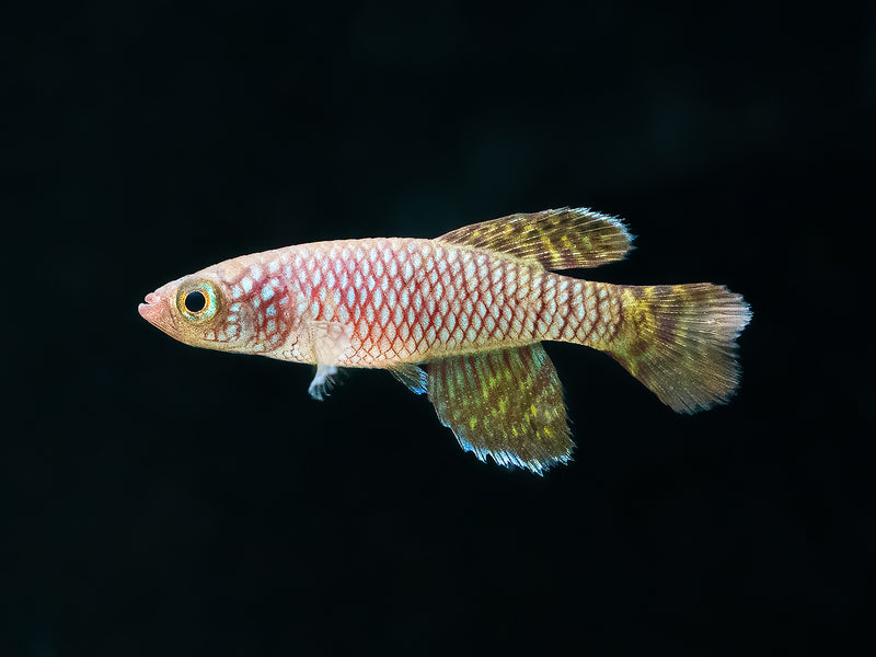 Nothobranchius ruudwildekamp