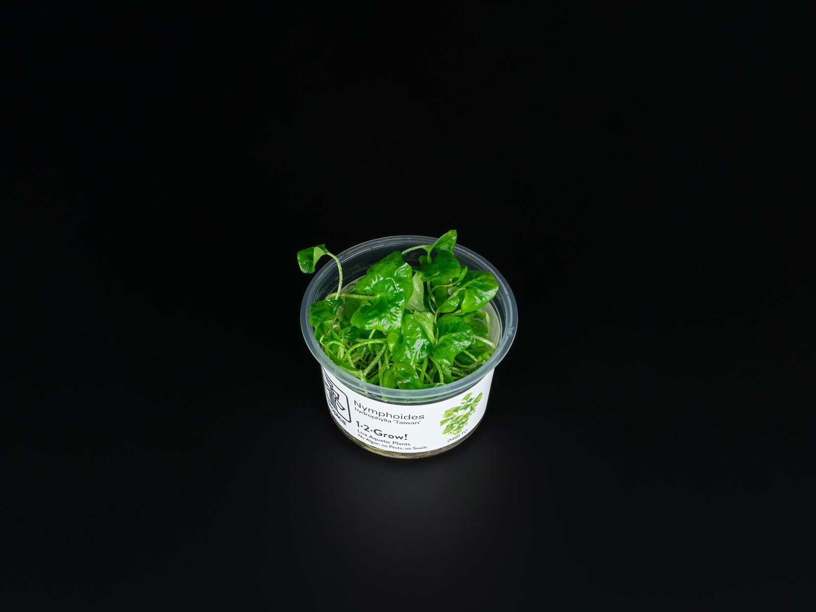 Nymphoides hydrophylla 'Taiwan'