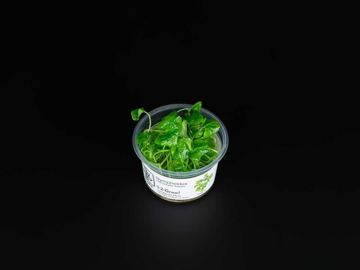 Nymphoides hydrophylla 'Taiwan'