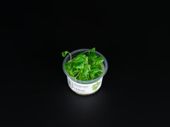 Nymphoides hydrophylla 'Taiwan'