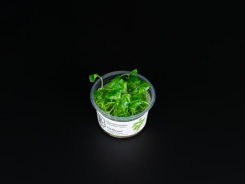 Nymphoides hydrophylla 'Taiwan'