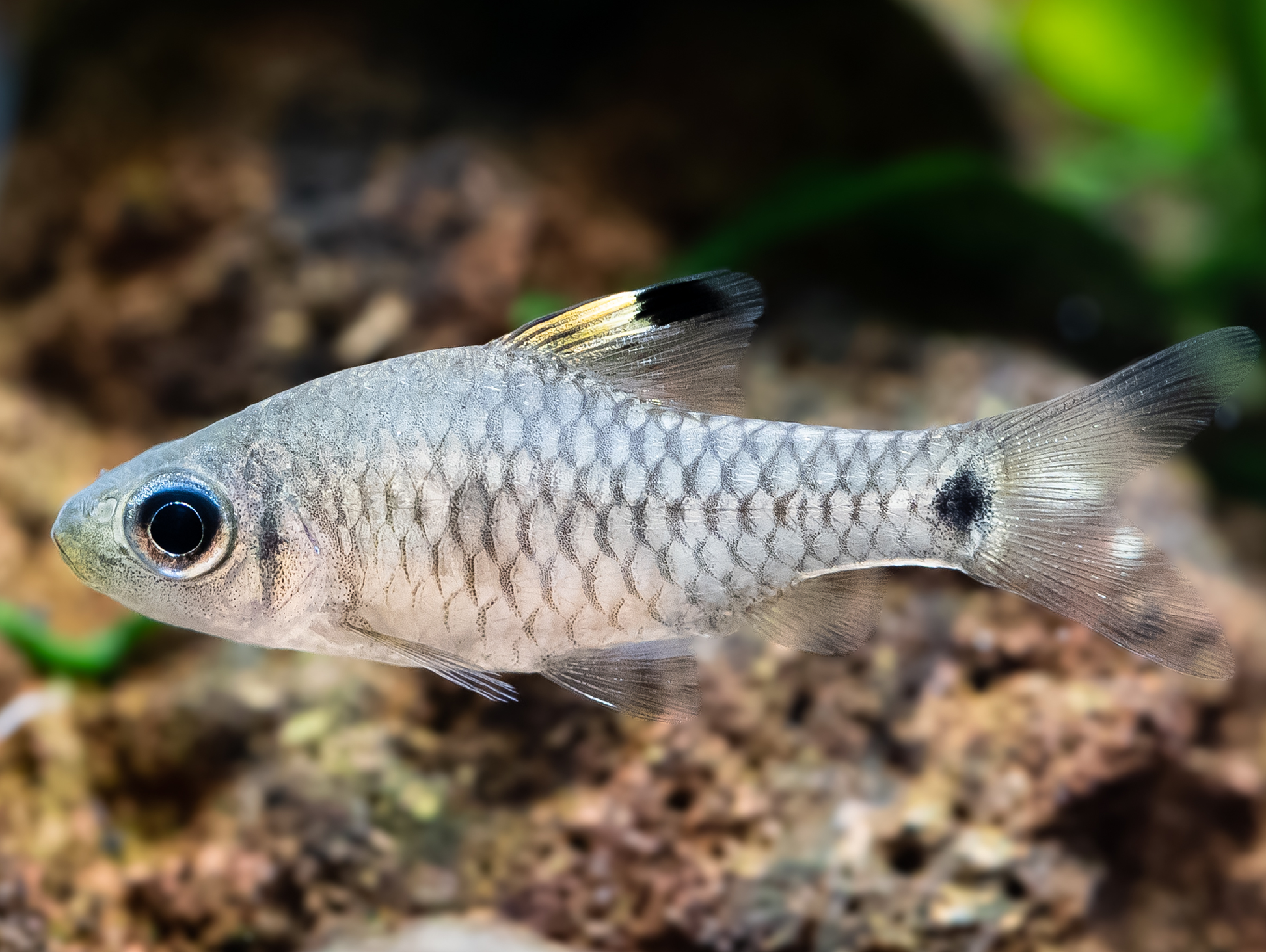 Indische Hochflossenbarbe