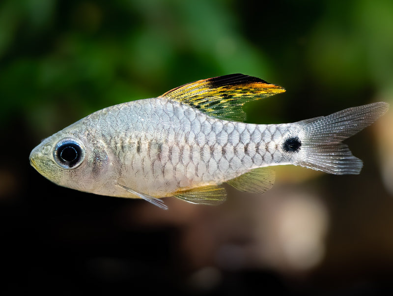 Indische Hochflossenbarbe