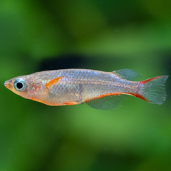 Daisys Leuchtaugenfisch