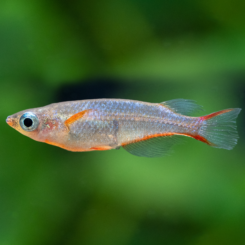 Daisys Leuchtaugenfisch