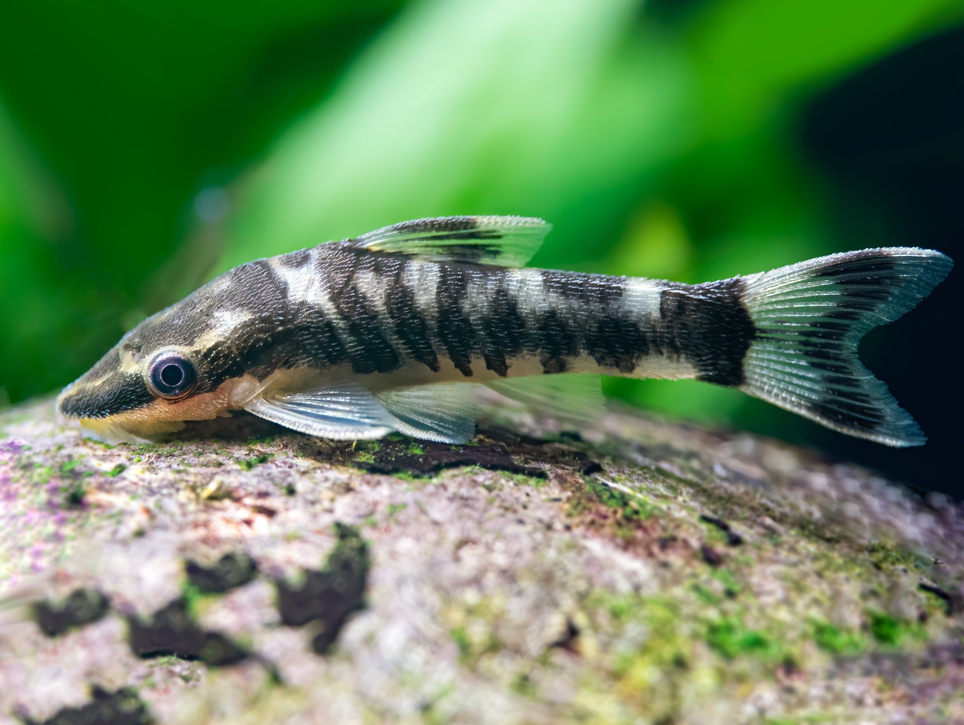 Zebra-Otocinclus