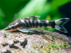 Zebra-Otocinclus