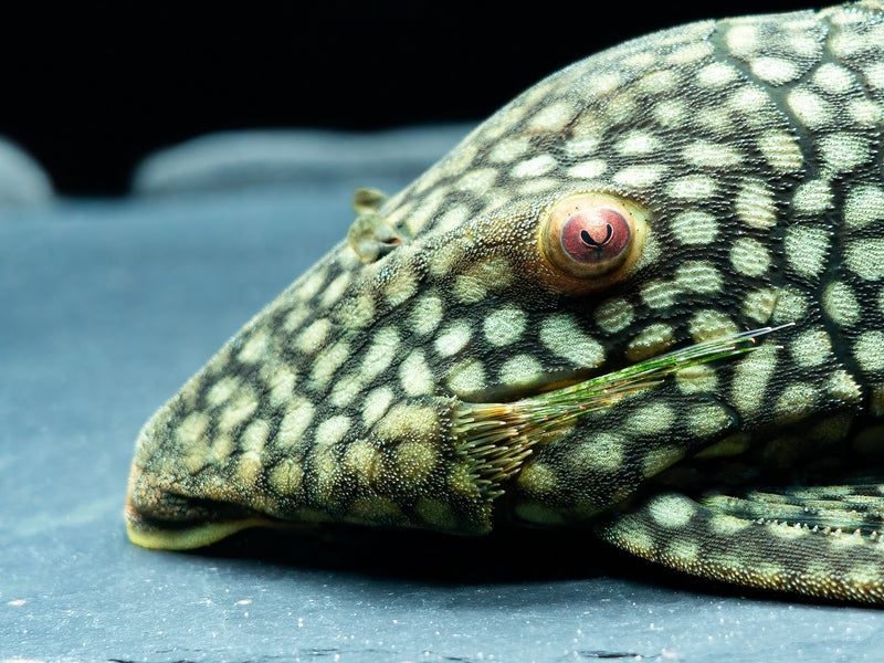 L330 Watermelon Pleco 'full spotted'