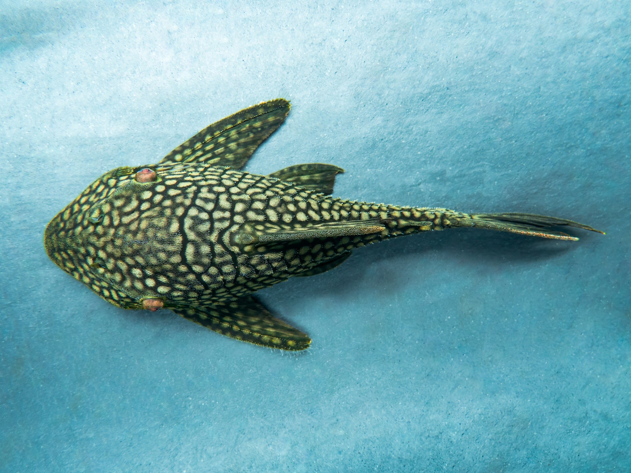 L330 Watermelon Pleco 'full spotted'