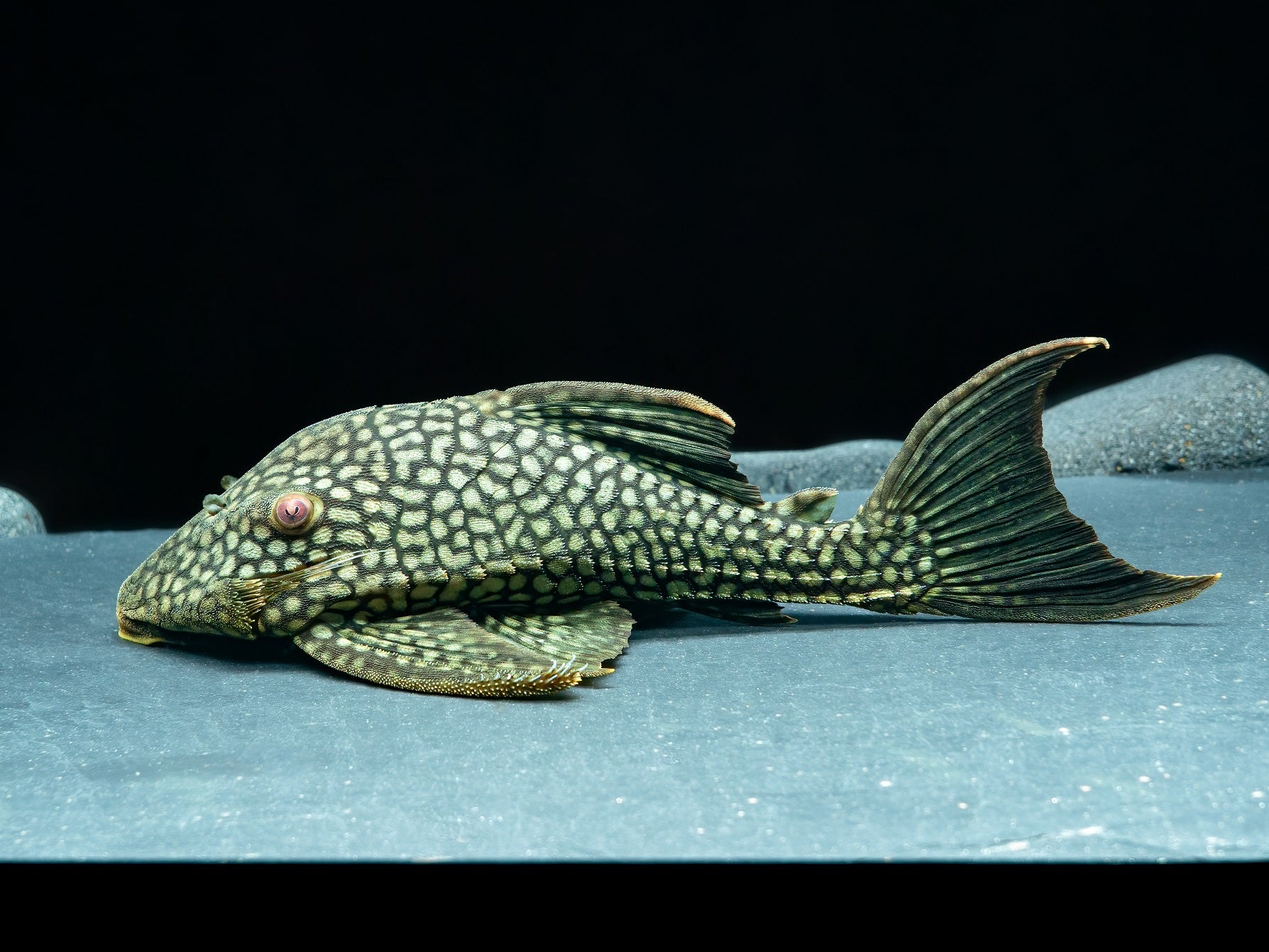 L330 Watermelon Pleco 'full spotted'