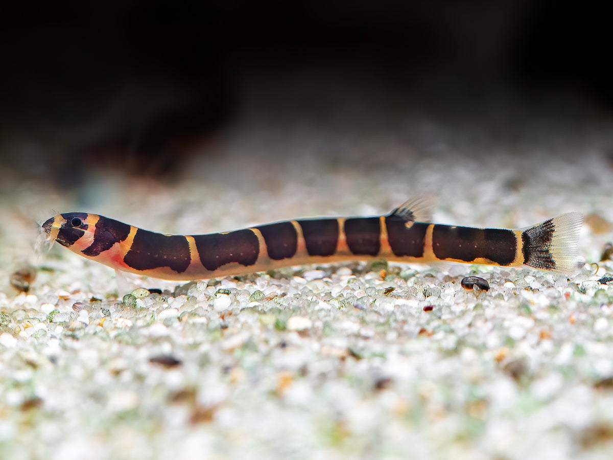 Geflecktes Dornauge