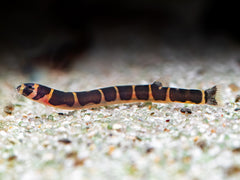 Geflecktes Dornauge