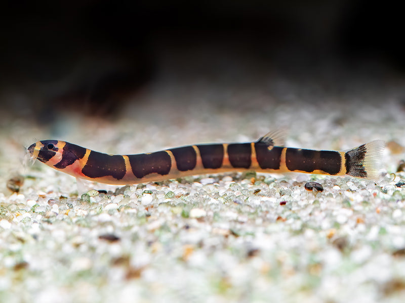Geflecktes Dornauge