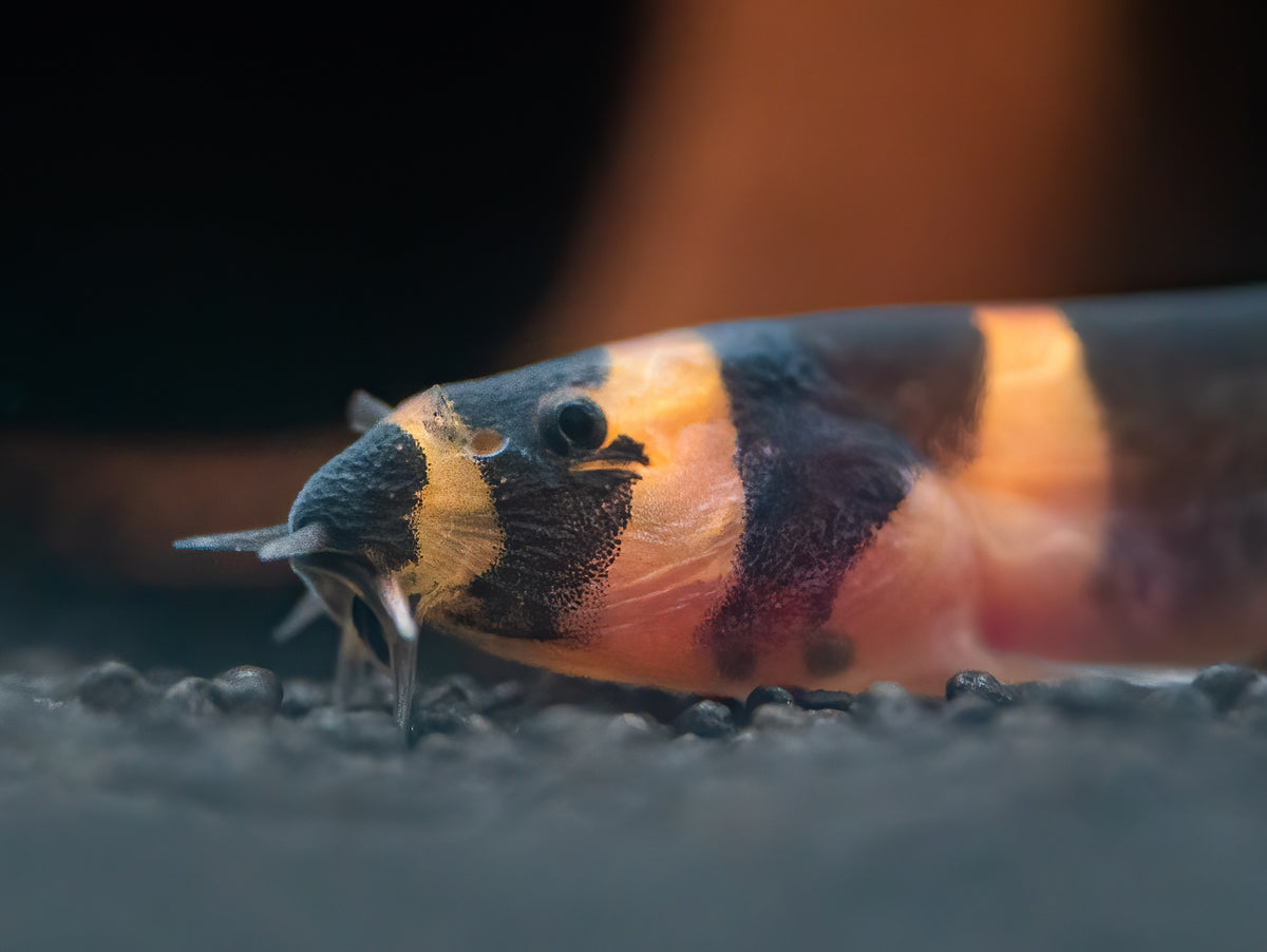 Geflecktes Dornauge