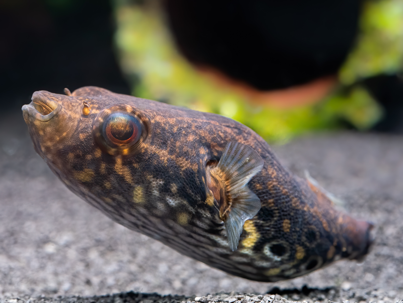 Echter Palembang-Kugelfisch