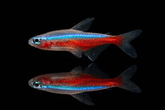 Roter Neon