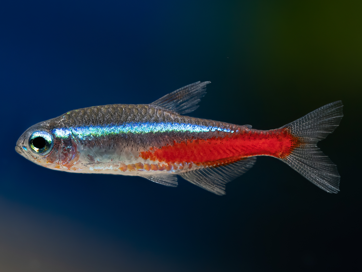 Neonsalmler