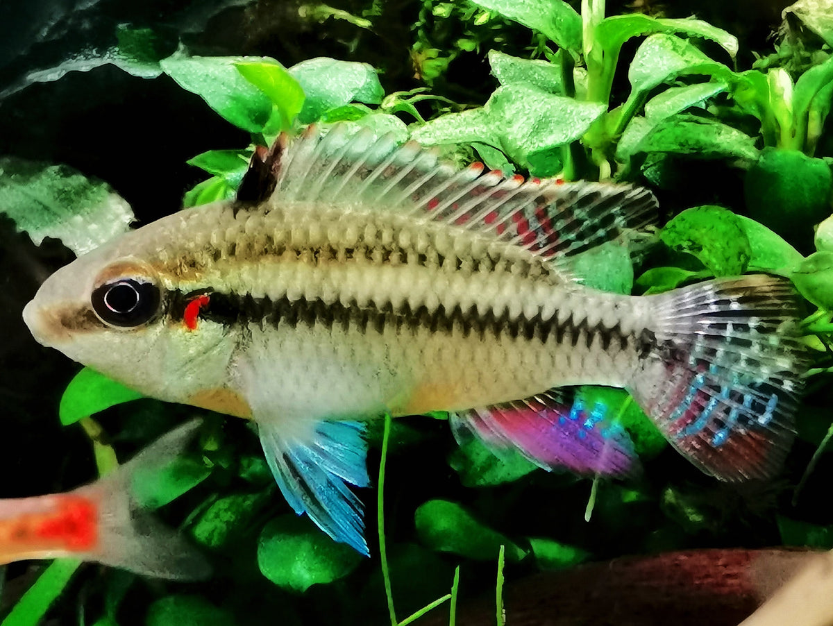 Parananochromis sp. 'Likouala'
