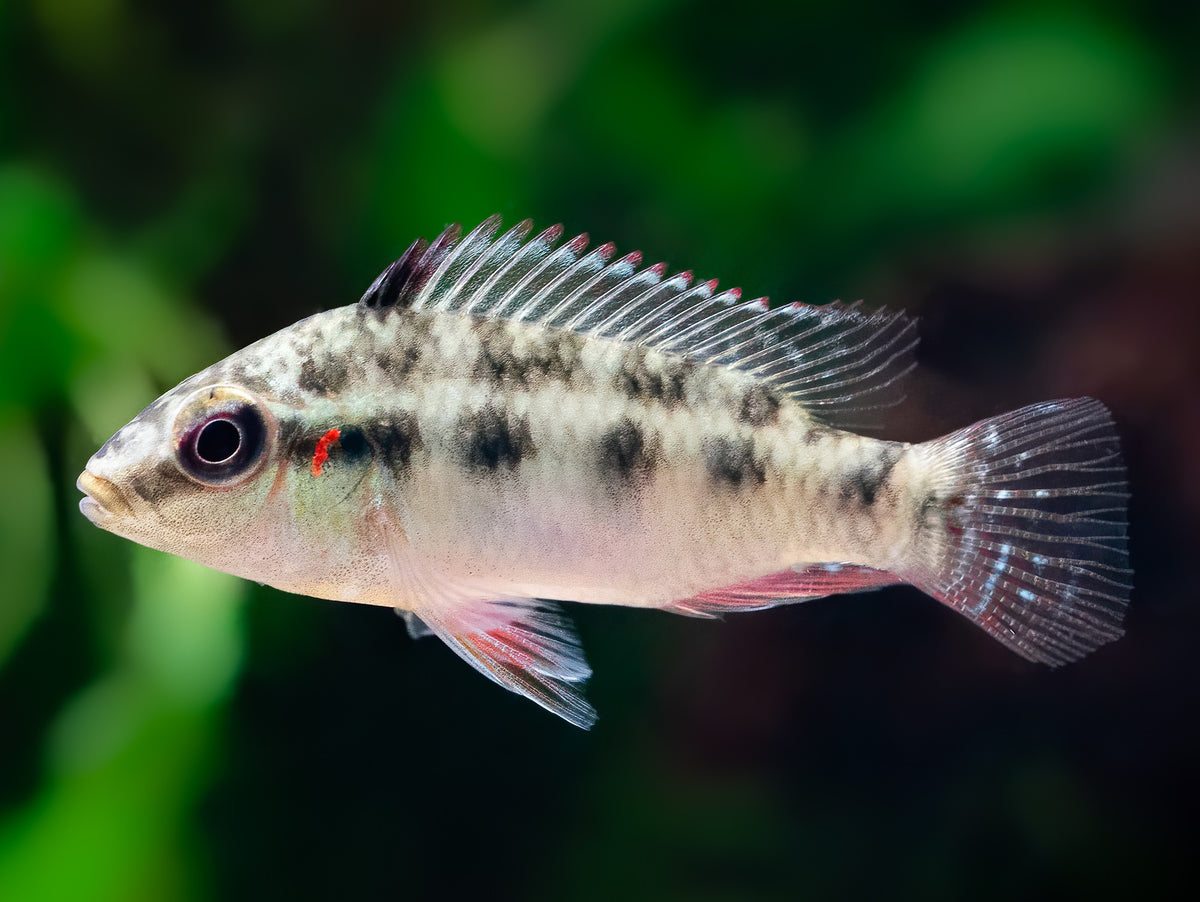Parananochromis sp. 'Likouala'