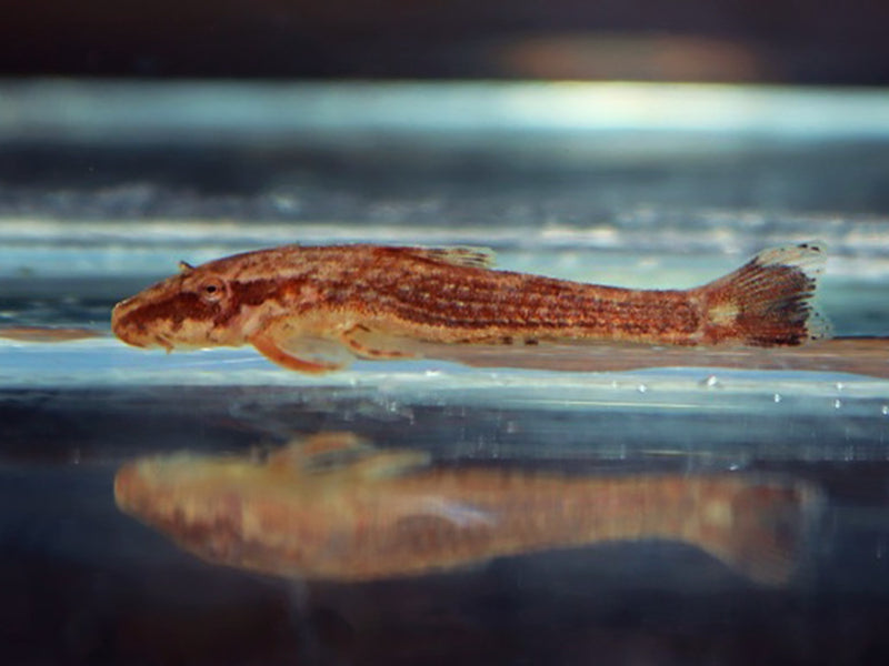Rotflossen Otocinclus