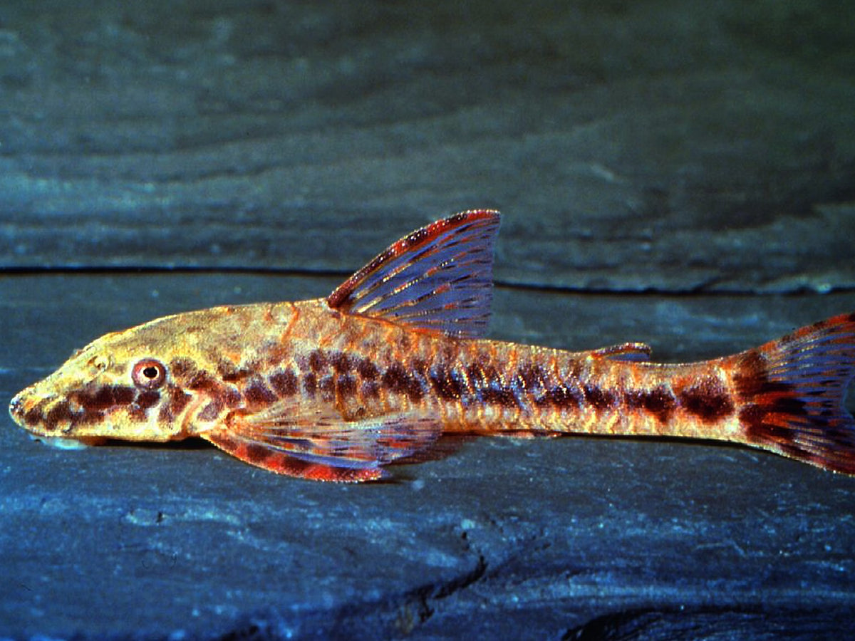 Rotflossen Otocinclus