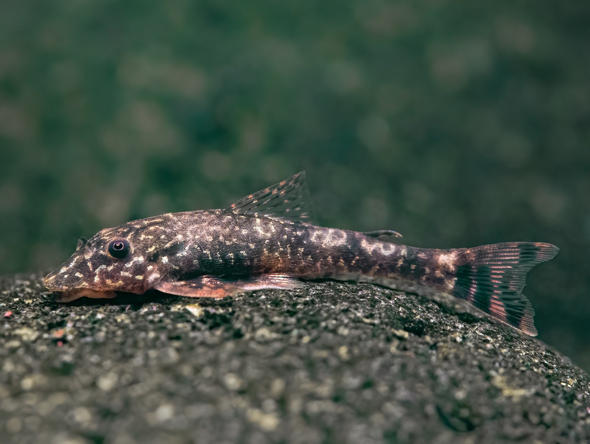 Parotocinclus cearensis / bahiensis
