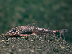 Parotocinclus cearensis / bahiensis
