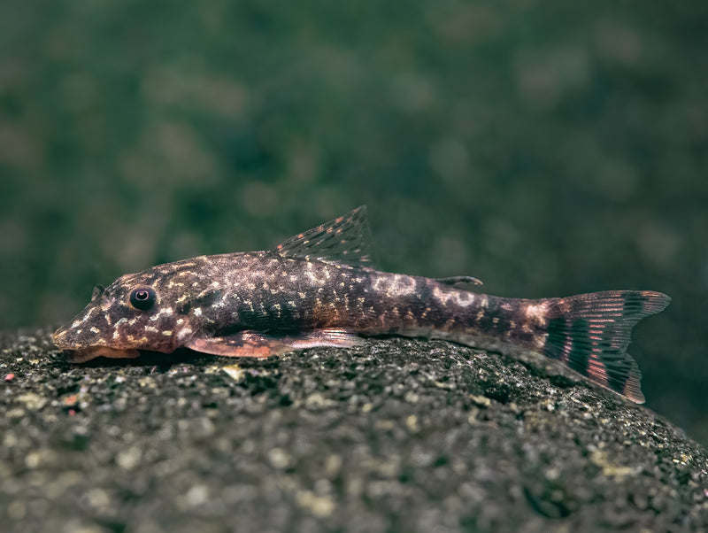 Parotocinclus cearensis / bahiensis