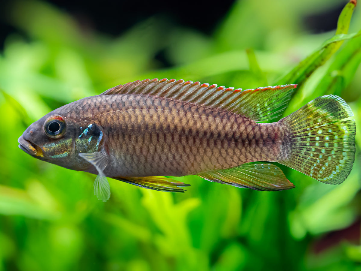 Pelvicachromis drachenfelsi wouri