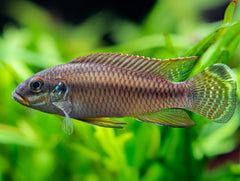 Pelvicachromis drachenfelsi wouri