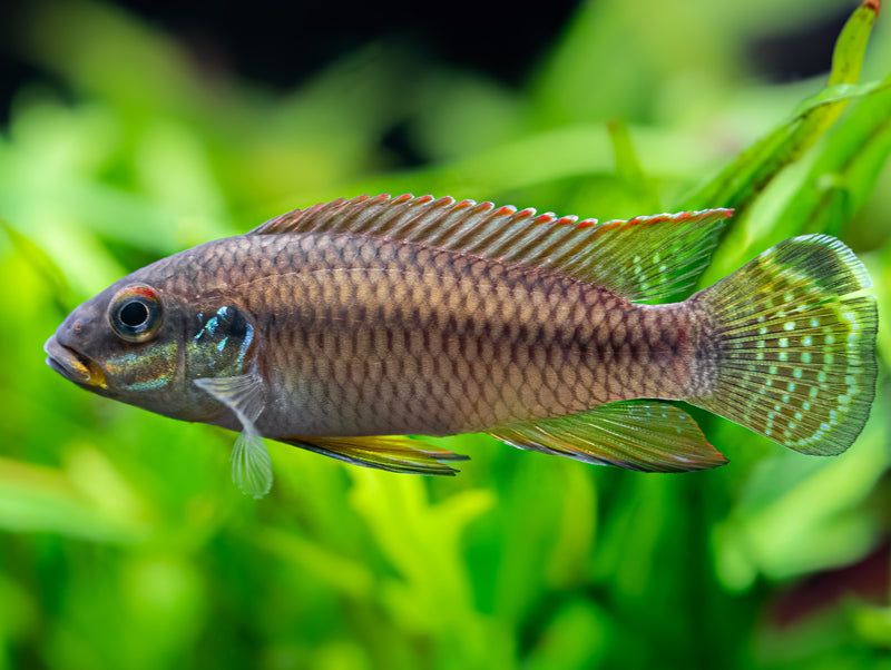 Pelvicachromis drachenfelsi wouri
