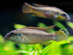 Pelvicachromis drachenfelsi wouri