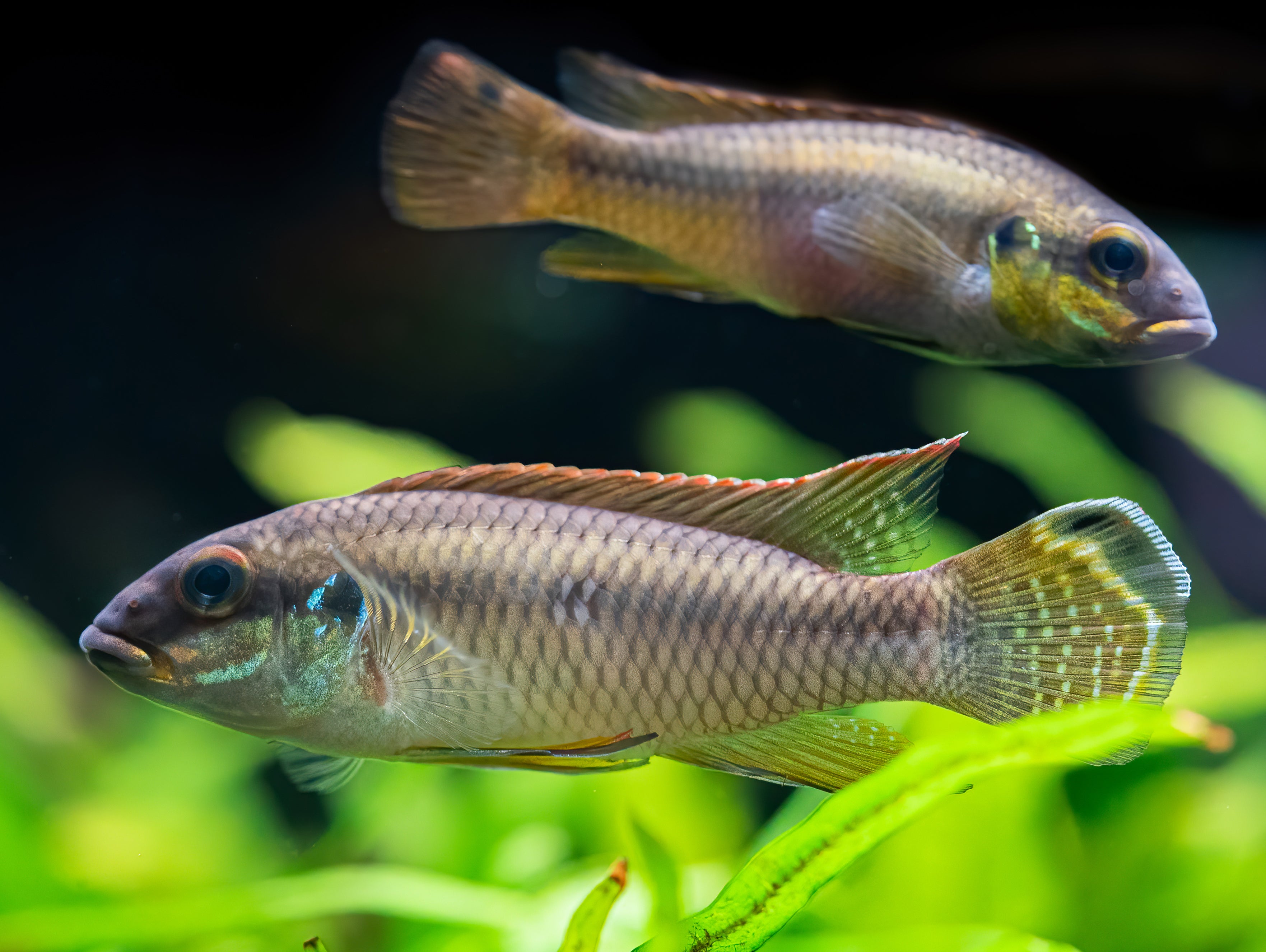 Pelvicachromis drachenfelsi wouri