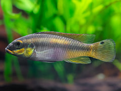 Pelvicachromis drachenfelsi wouri