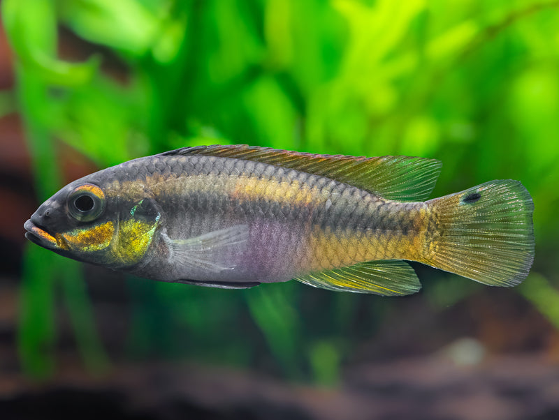 Pelvicachromis drachenfelsi wouri