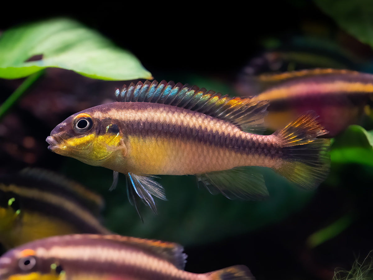 Pelvicachromis pulcher 'Ndonga'