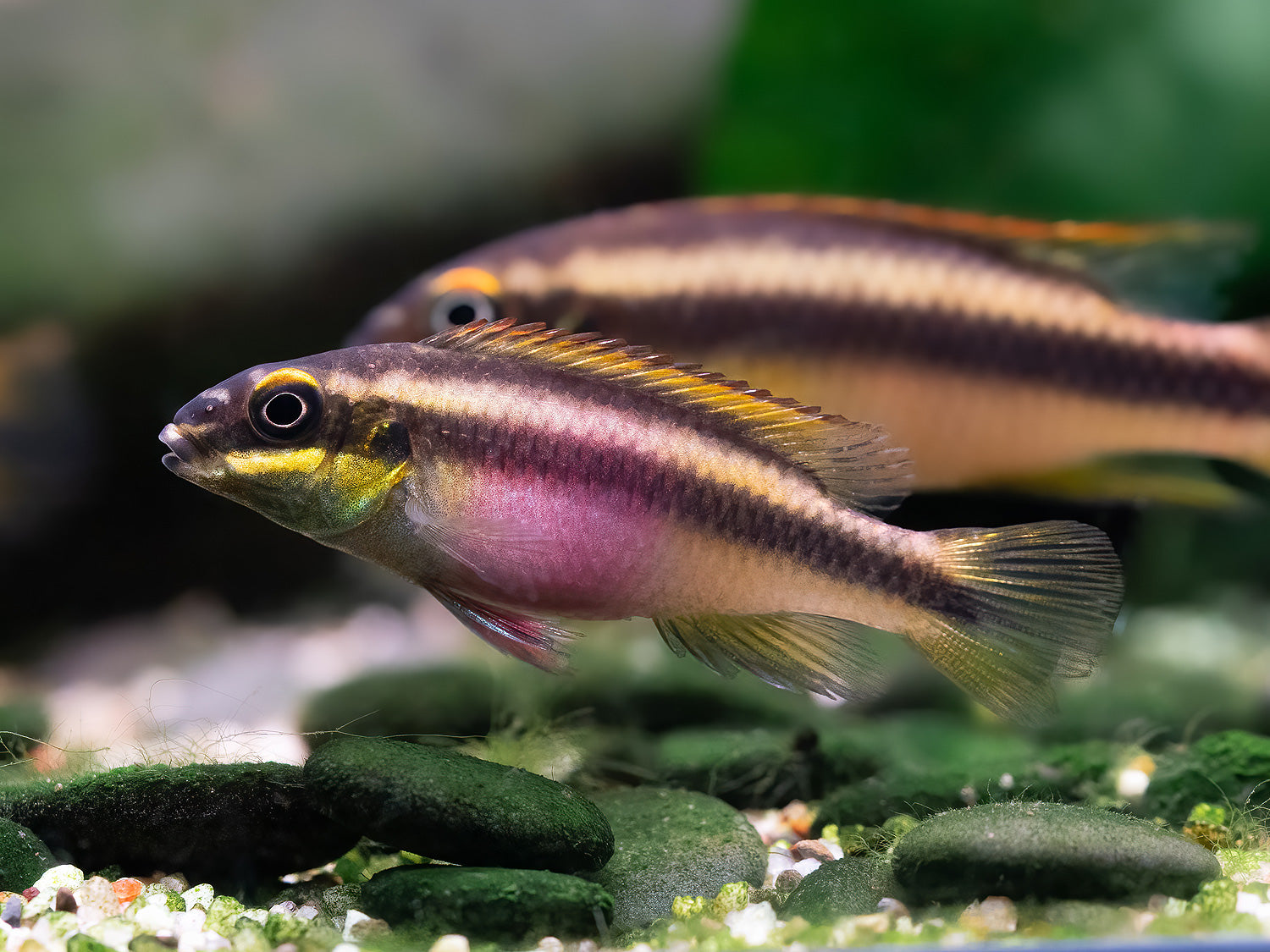 Pelvicachromis pulcher 'Ndonga'